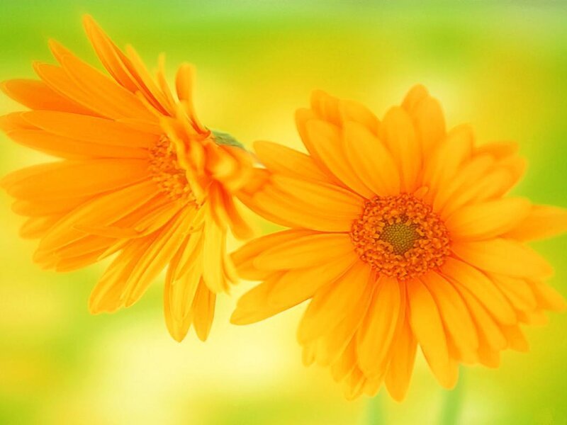 Two Orange Daisies