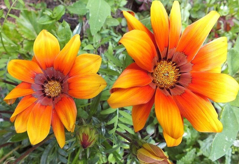 Two Orange Daisies — Vibrant