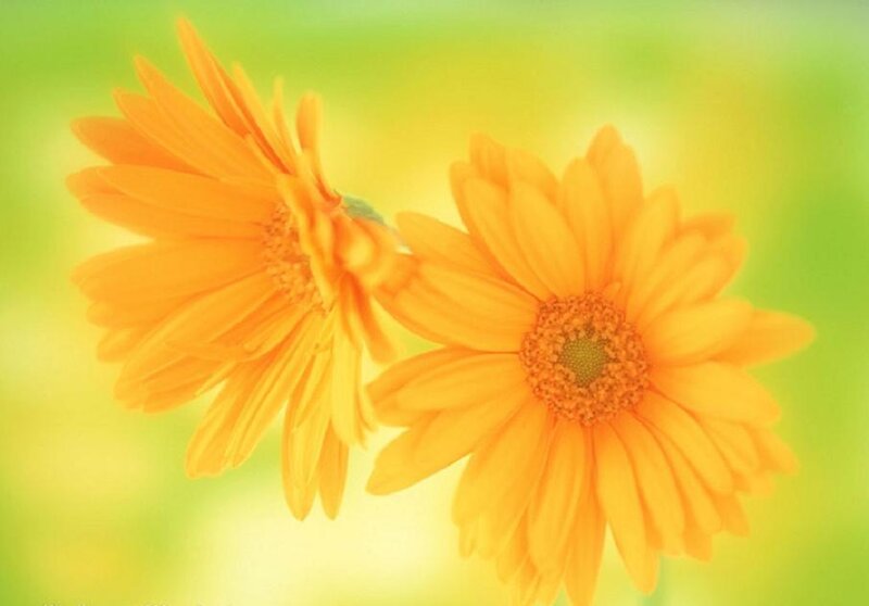 Two Orange Daisies — Yellow, Serene