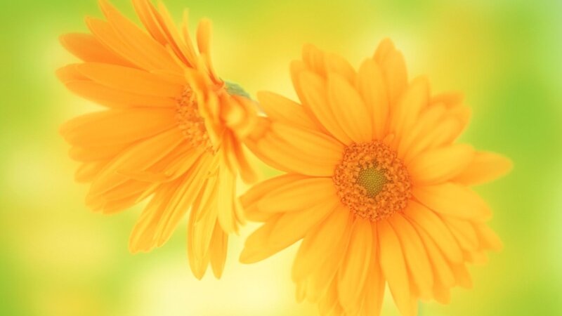 Two Orange Daisies — Yellow