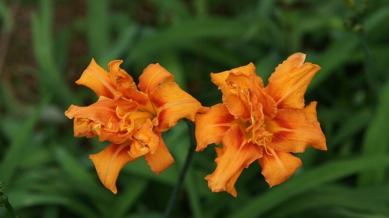 Two Orange Daylilies
