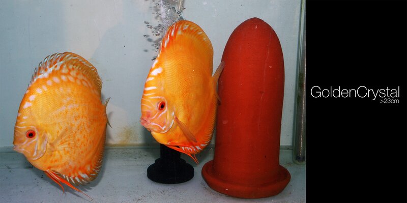 Two Orange Discus Fish