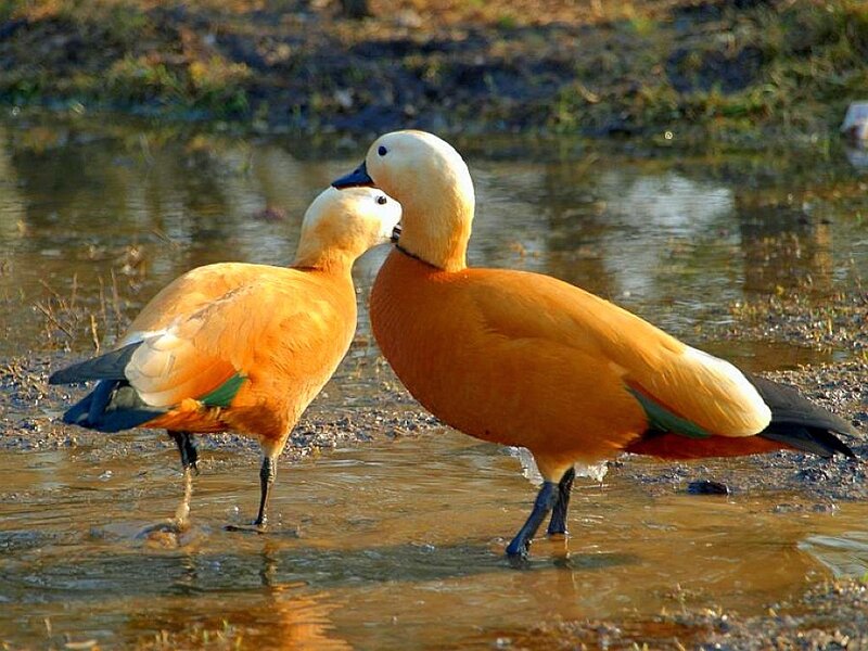 Two orange ducks in shallow water