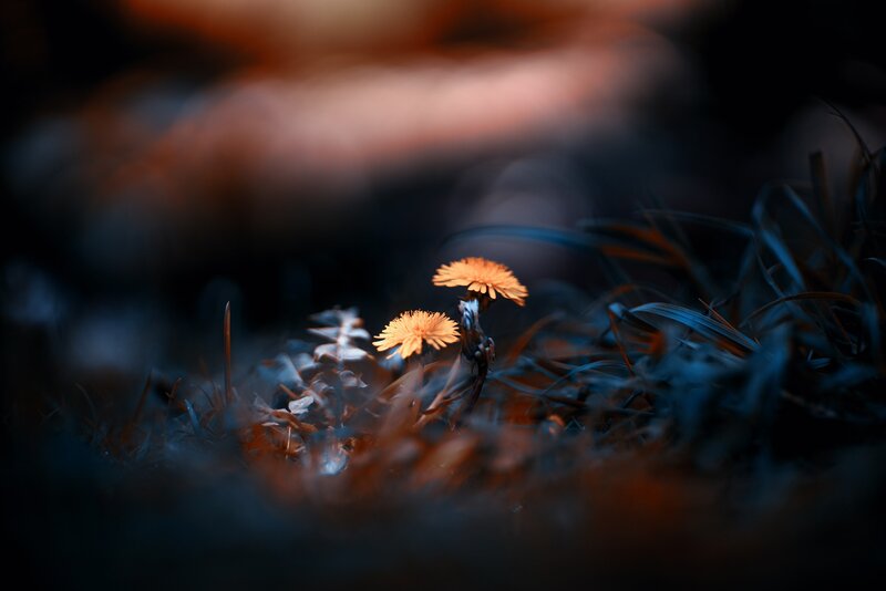 Two Orange Flowers — Dramatic