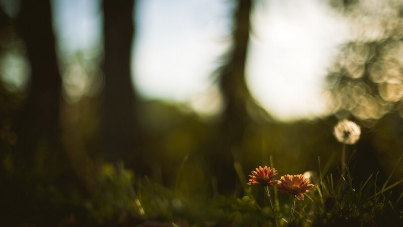 Two Orange Flowers — Green