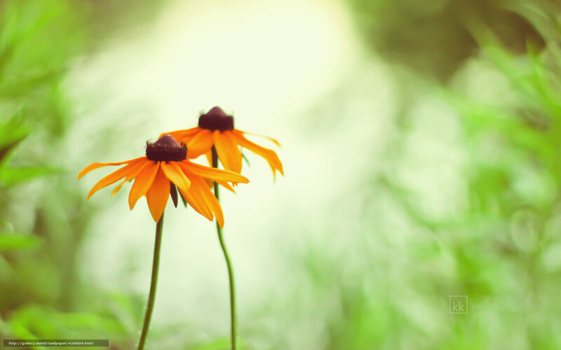 Two orange flowers in a field