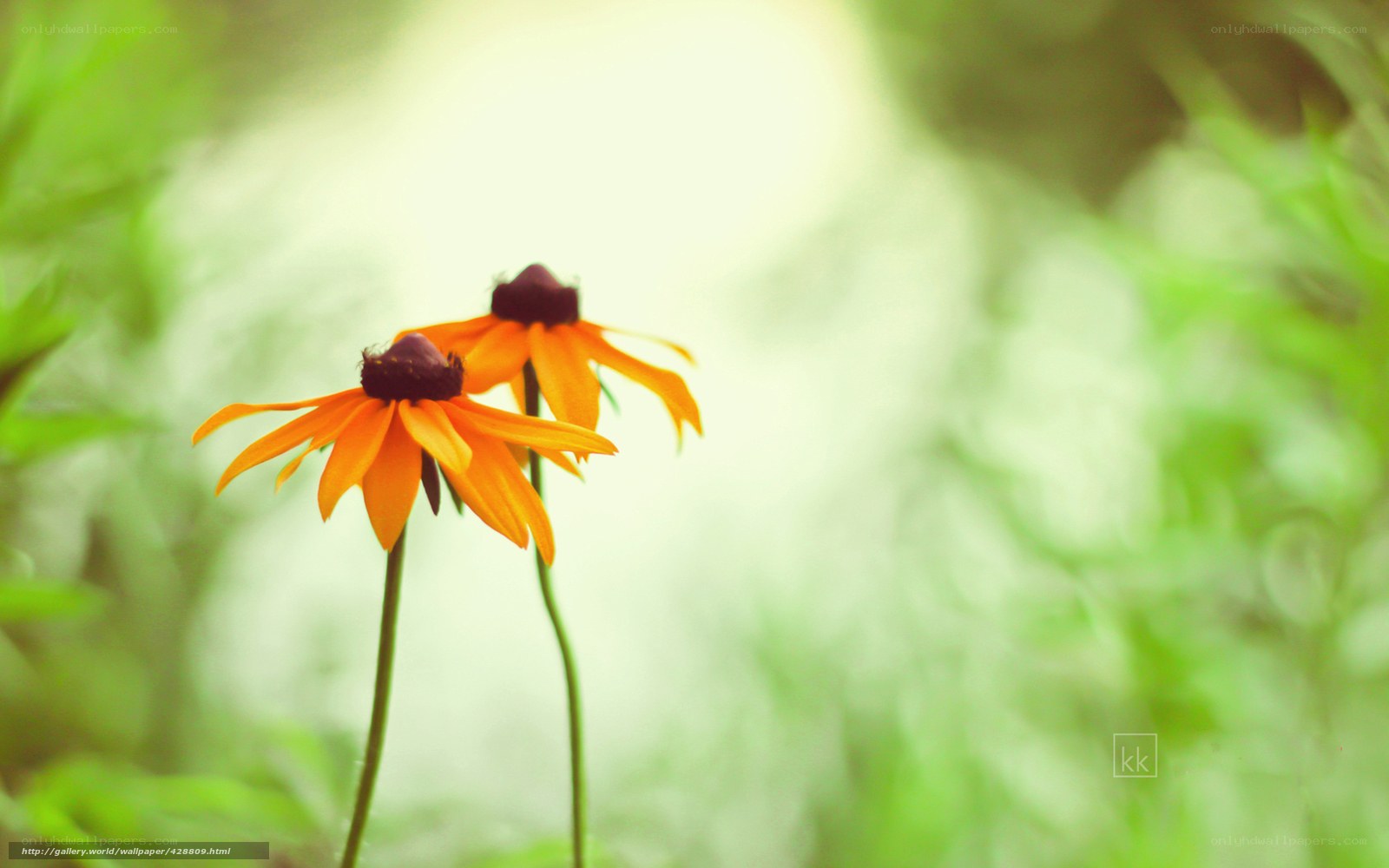 Two orange flowers in a field