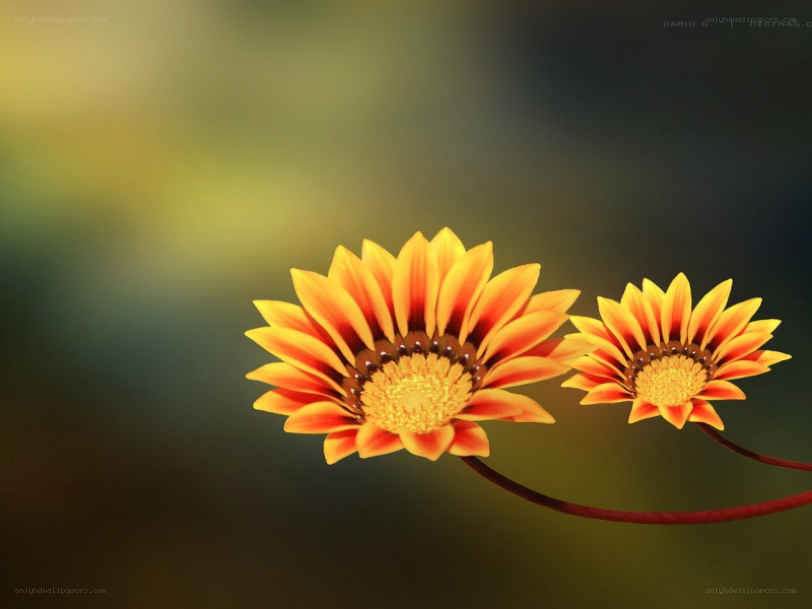 Two orange flowers on a stem