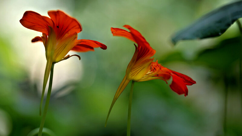 Two Orange Flowers — Serene, Photograph