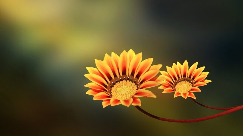 Two Orange Flowers — Yellow, Serene, Photograph
