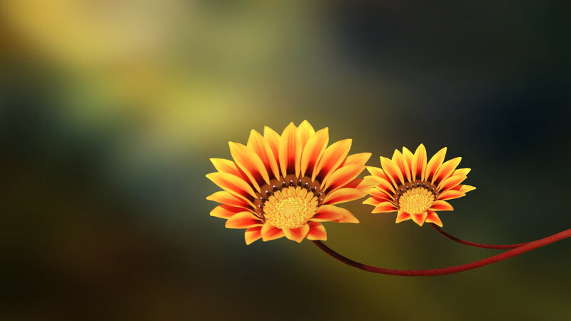 Two Orange Flowers — Yellow, Serene