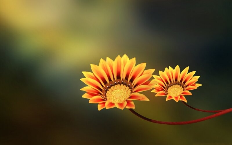 Two Orange Flowers — Yellow