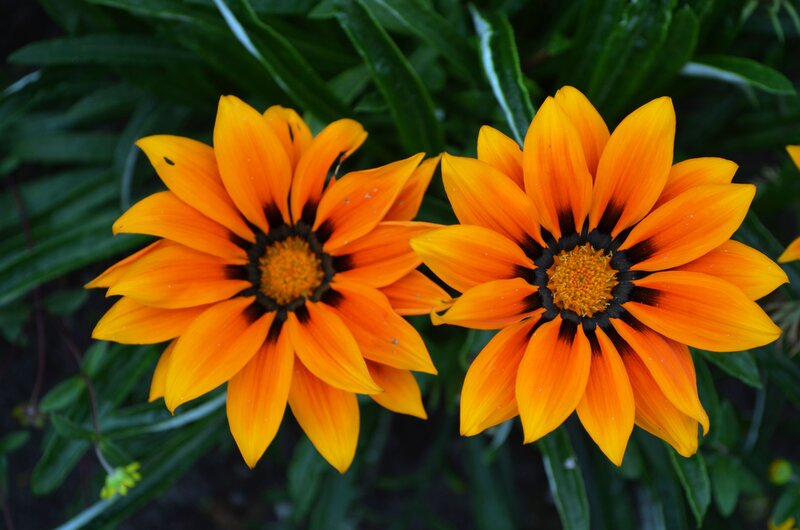 Two Orange Gazania Flowers