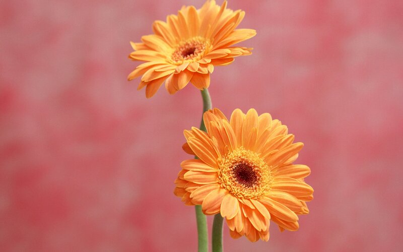 Two orange gerbera daisies