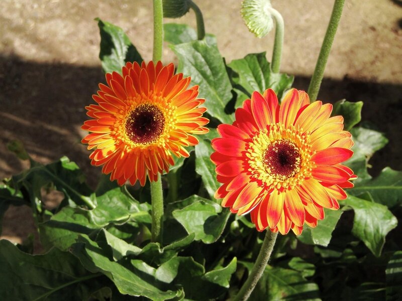 Two Orange Gerbera Daisies — Bright, Afternoon