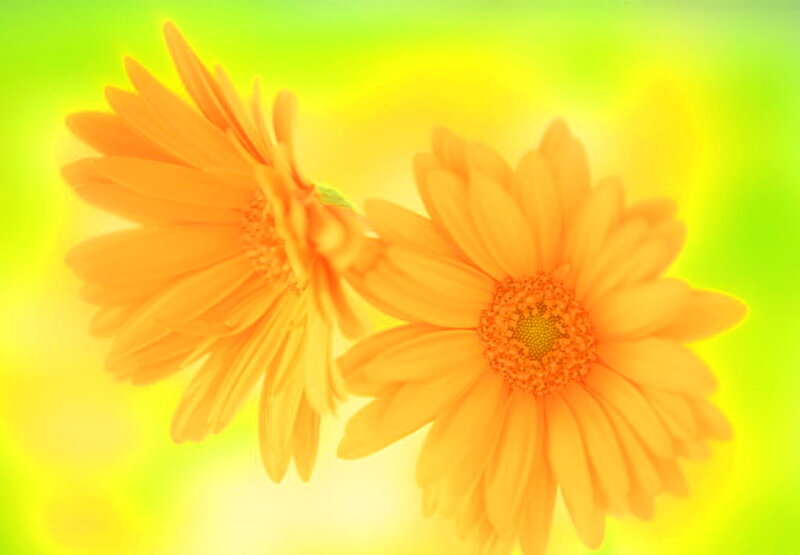 Two Orange Gerbera Daisies — Bright