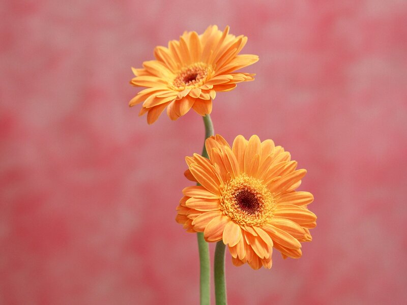 Two Orange Gerbera Daisies — Calm, Photograph, Flowers, Stems, Background