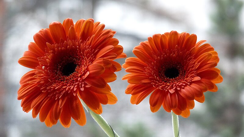 Two Orange Gerbera Daisies — Calm, Photograph, Flowers