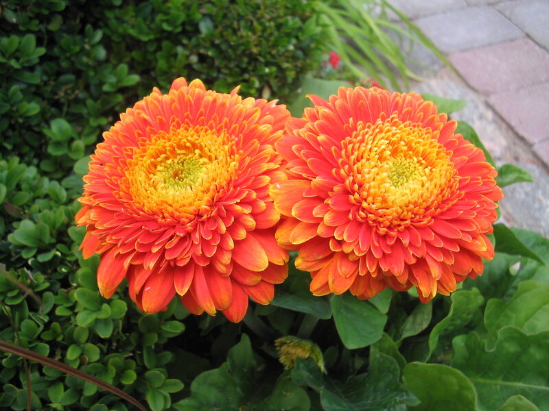 Two Orange Gerbera Daisies — Calm