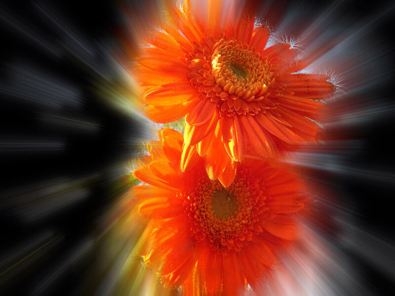 Two Orange Gerbera Daisies — Dramatic
