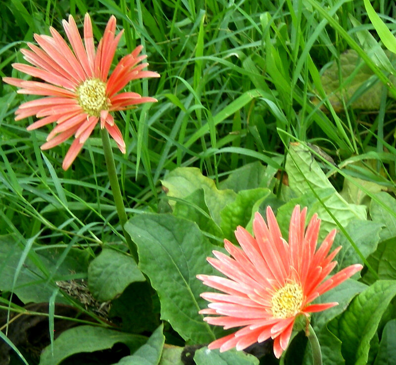 Two Orange Gerbera Daisies — Natural