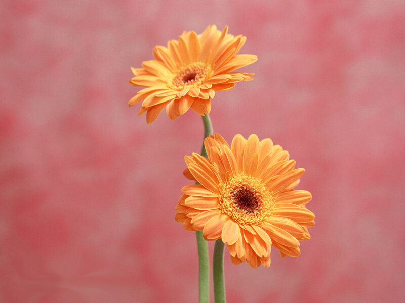 Two Orange Gerbera Daisies — Photograph