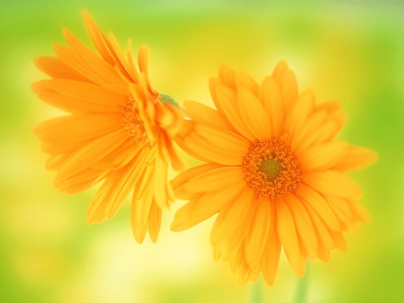 Two Orange Gerbera Daisies — Serene, Photograph