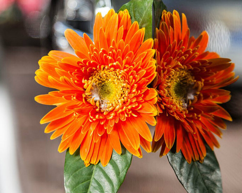Two Orange Gerbera Daisies — Vibrant