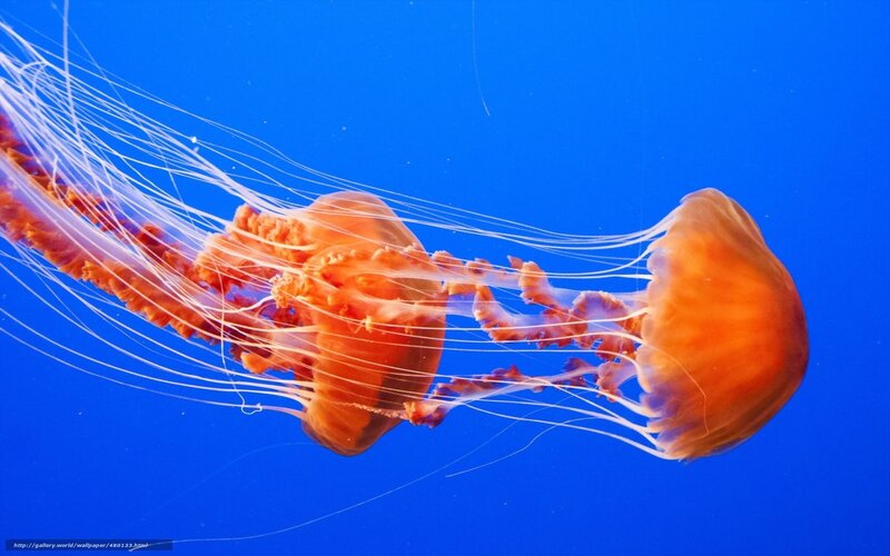 Two Orange Jellyfish