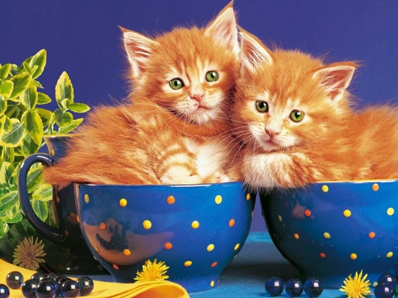 Two Orange Kittens — Blue, Playful, Photograph, Blue Cups