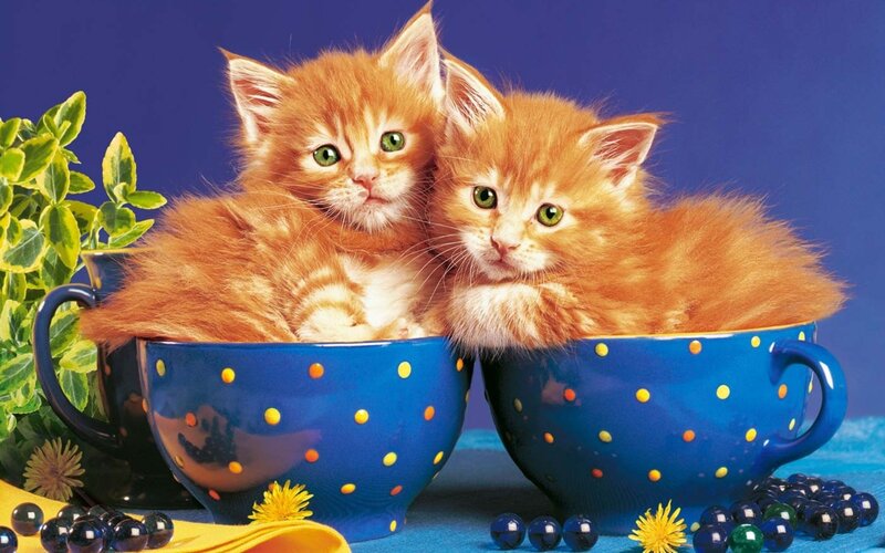 Two Orange Kittens — Blue, Playful, Photograph