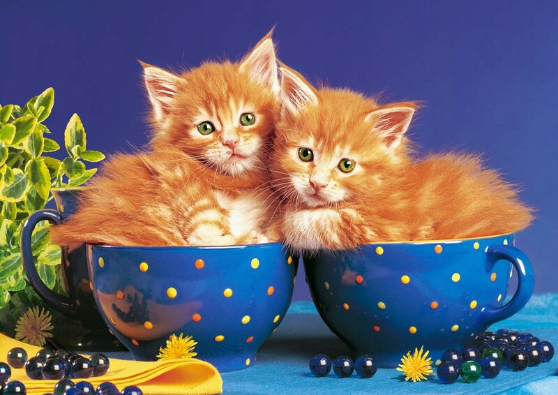 Two Orange Kittens — Blue, Playful