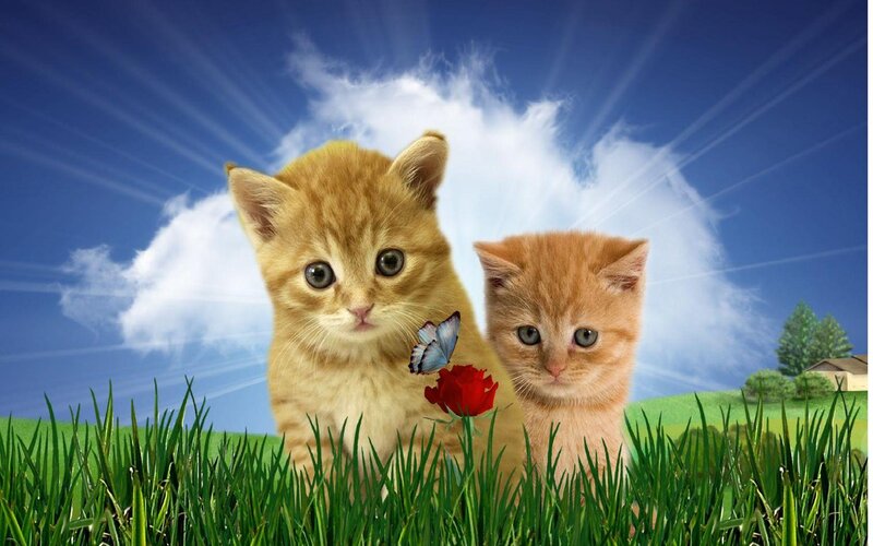 Two Orange Kittens — Blue, Serene