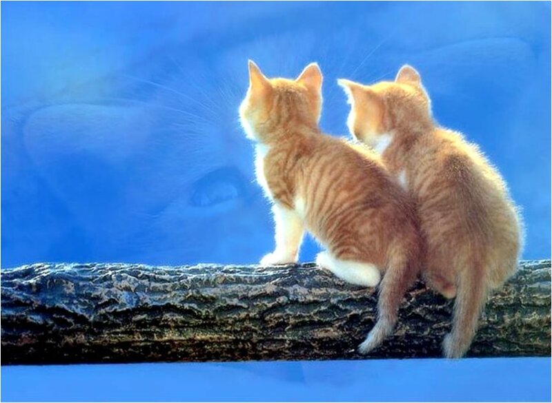 Two Orange Kittens — Blue