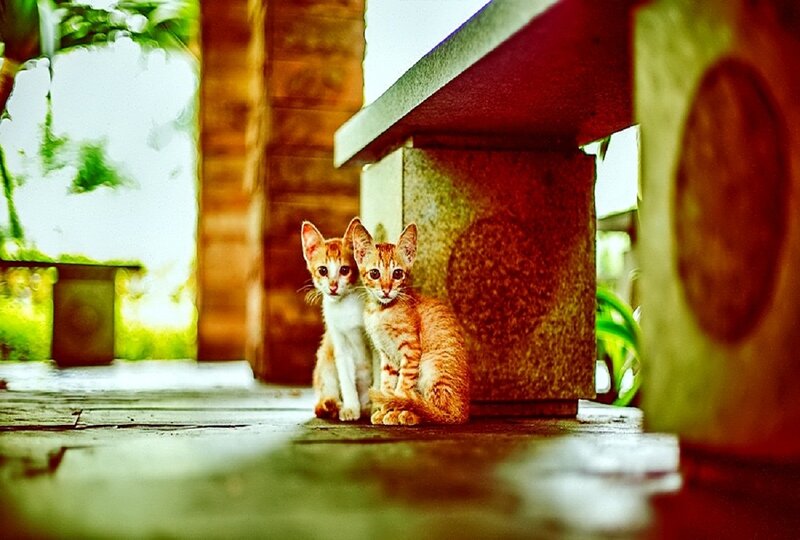 Two Orange Kittens — Calm, Afternoon, Photograph, Cat