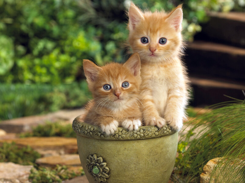 Two Orange Kittens — Calm, Afternoon, Photograph, Flowerpot