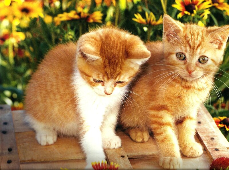 Two Orange Kittens — Calm, Afternoon, Photograph, Flowers