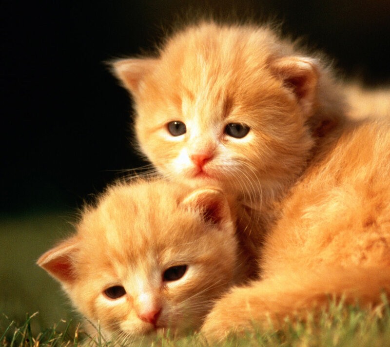 Two Orange Kittens — Calm, Afternoon, Photograph, Grass