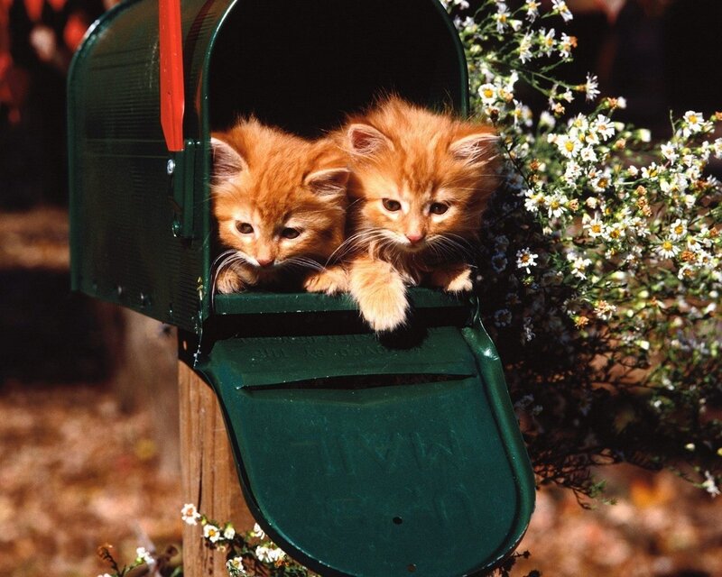 Two Orange Kittens — Calm, Afternoon, Photograph, Mailbox