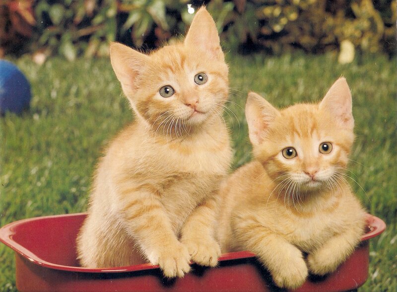 Two Orange Kittens — Calm, Afternoon, Photograph, Red Container