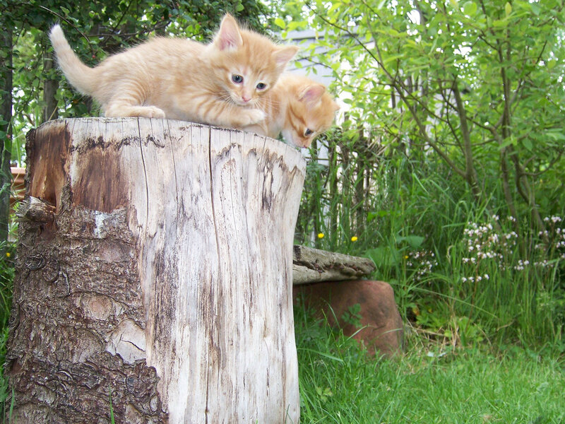 Two Orange Kittens — Calm, Afternoon, Photograph