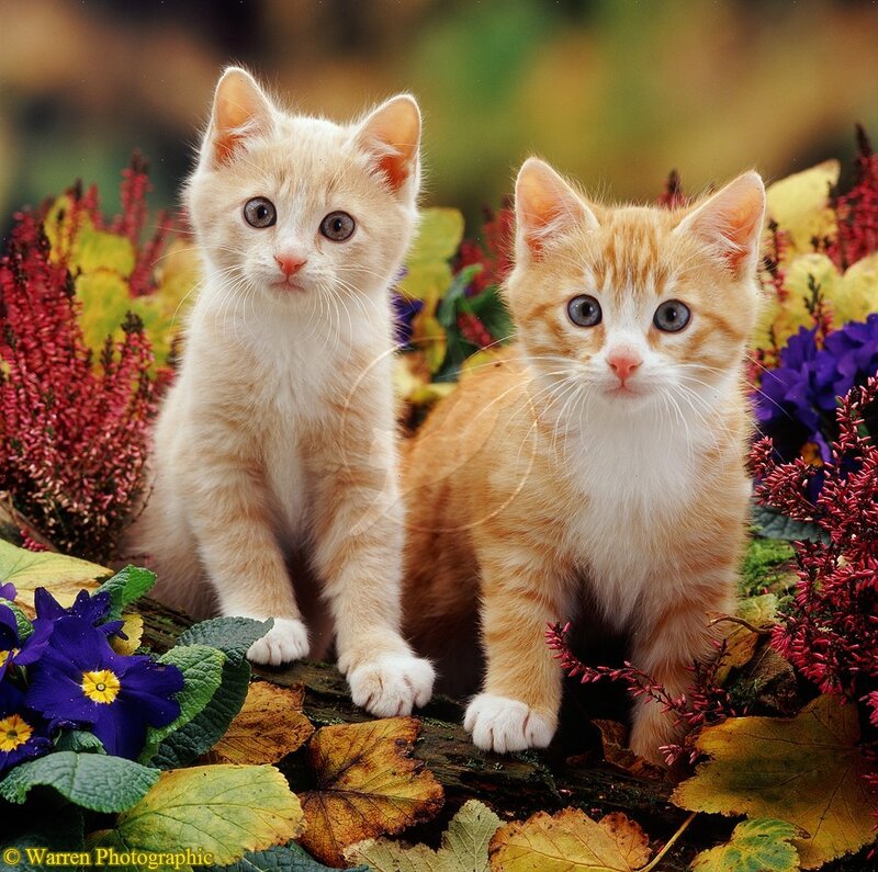 Two Orange Kittens — Calm, Autumn