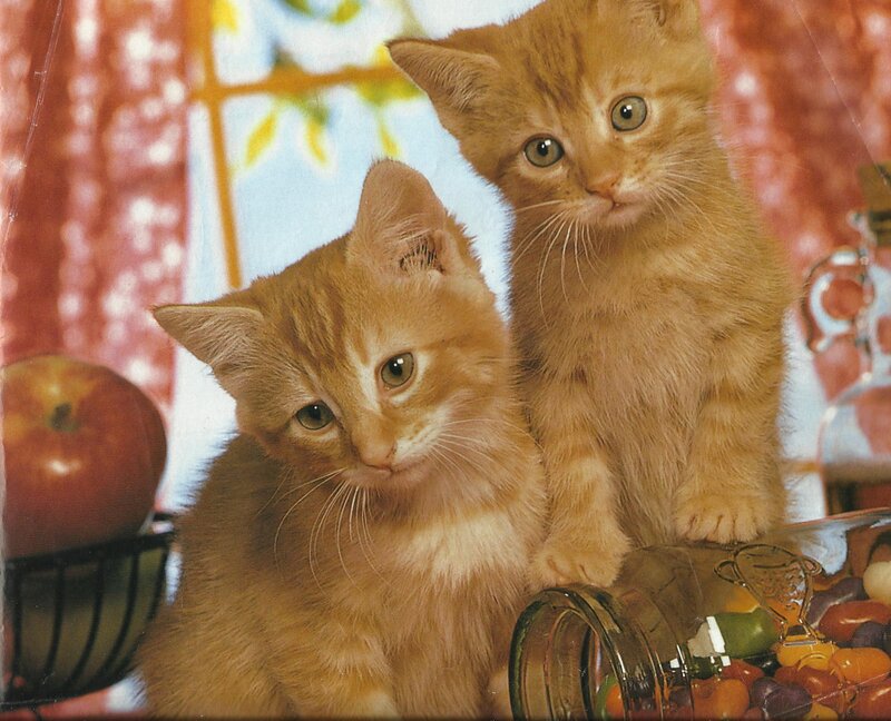 Two Orange Kittens — Calm, Photograph, Apple