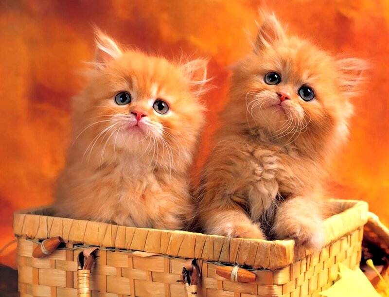 Two Orange Kittens — Calm, Photograph, Basket, Fluffy Fur