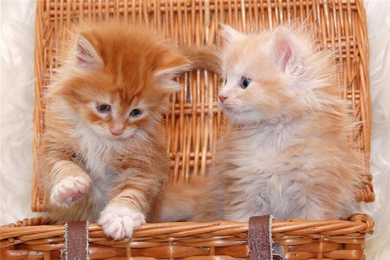 Two Orange Kittens — Calm, Photograph, Basket