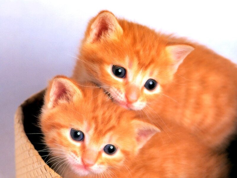 Two Orange Kittens — Calm, Photograph, Basket, White