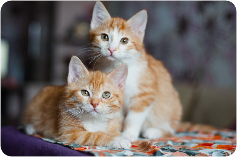 Two Orange Kittens — Calm, Photograph, Blanket, Bed