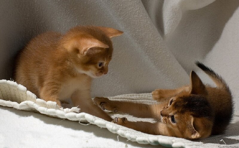Two Orange Kittens — Calm, Photograph, Blanket
