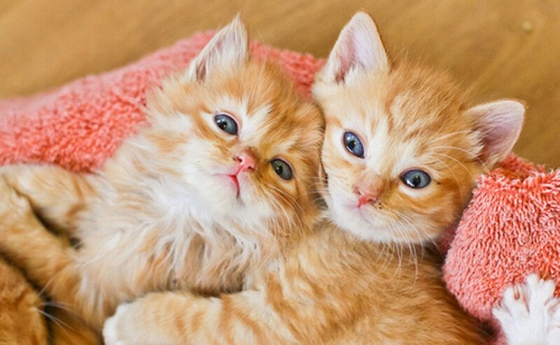 Two Orange Kittens — Calm, Photograph, Blanket, Wood Floor