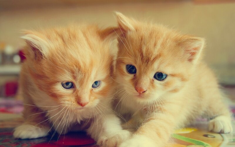 Two Orange Kittens — Calm, Photograph, Blue Eyes